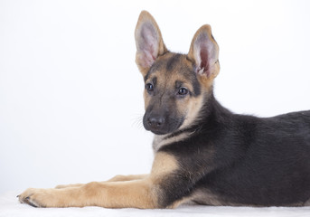 Perro Pastor Alemán 