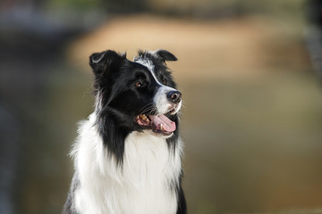 Dog breed Border Collie walking in autumn park