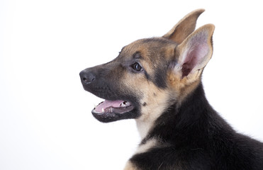 Perro Pastor Alemán 