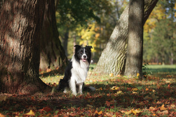 Obraz premium Dog breed Border Collie walking in autumn park