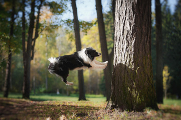 Dog breed Border Collie walking in autumn park