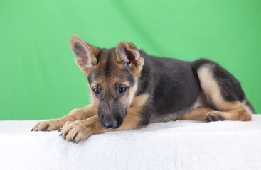 Perro cachorro Pastor Alemán en fondo verde