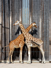 Giraffe au zoo du parc de Lyon