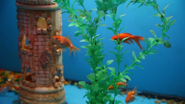 background fish blue aquarium calm swim grass saver video
