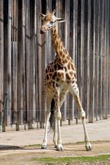 Girafe au zoo du parc de Lyon