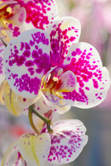 Beautiful white and pink orchid