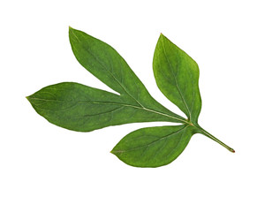 Peony Leaf