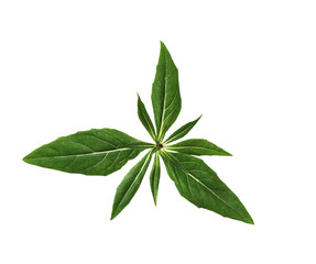 Evening Primrose Leaf