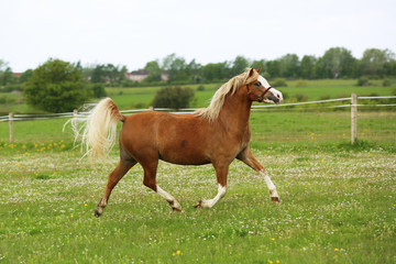 welsh pony