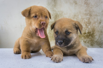 Obraz premium Twin puppies fun 