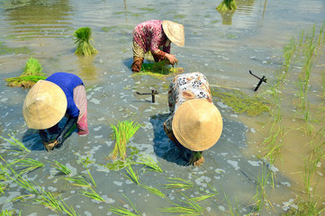 The women working on paddy rice fields
