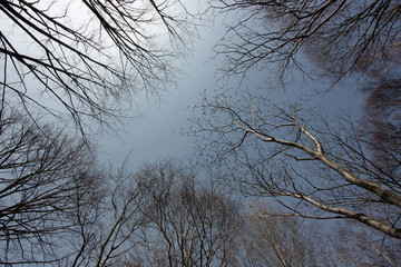 冬の森を見上げる