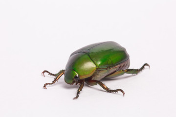 Green beetle insect (Anomala cupripes) isolated on whiteAnomala grandis
