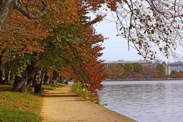 Obraz premium Alley of cherry trees in fall foliage near the water in Washington DC, USA. Autumn around Tidal Basin in Washington DC, USA.