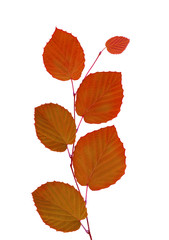 Obraz premium linden autumn leaves isolated on white background