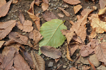 秋の落ち葉に一枚の緑