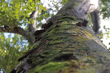 木の苔