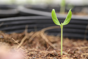Melon plantation in the bulket