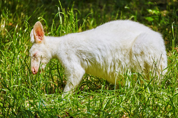 Cute Kangaroo.