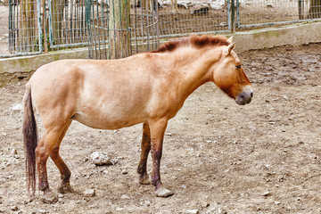 Przewalski's Horse-Endangered animal.