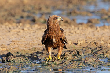 Yellow-billed kite (Milvus aegyptius) at a waterhole, Kalahari desert, South Africa.