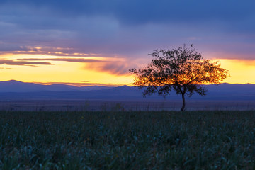 Fototapeta premium Lonely tree at sunrise in a meadow