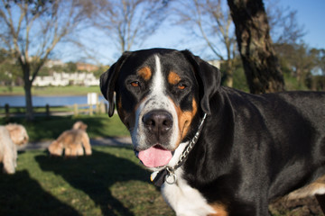 Close up of Large Black and Brown Dog with indistinct varieties.