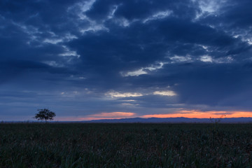 Naklejka na ściany i meble Lonely tree at sunrise in a meadow