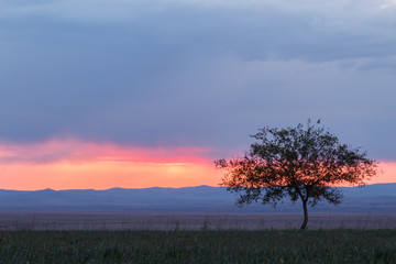 Fototapeta na wymiar Lonely tree at sunrise in a meadow