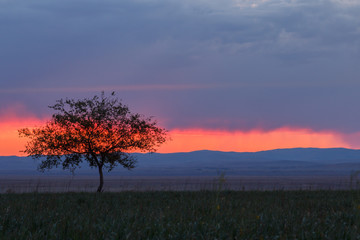 Lonely tree at sunrise in a meadow