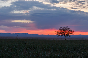 Lonely tree at sunrise in a meadow