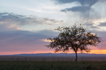 Fototapeta premium Lonely tree at sunrise in a meadow