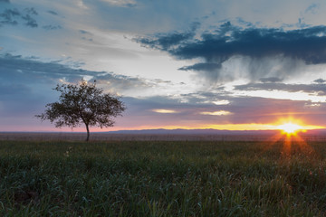 Obraz premium Lonely tree at sunrise in a meadow