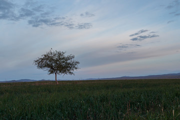 Fototapeta na wymiar Lonely tree in the meadow on background sky