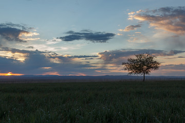 Fototapeta na wymiar Lonely tree in the meadow on background sky