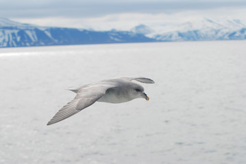 Northern fulmar (fulmar glacialis) bird gliding over the arctic