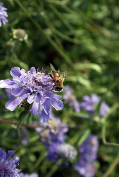 Фиолетовая красота с пчелой
