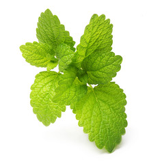 Green lemon melissa, mint leaves 