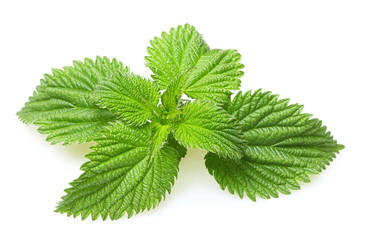 Mint leaves isolated © Valentina R.