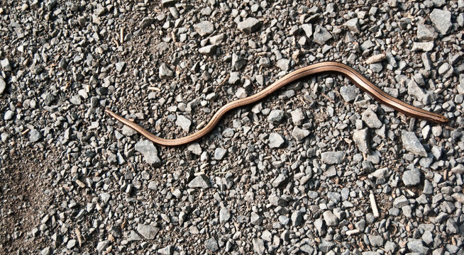slow-worm snake