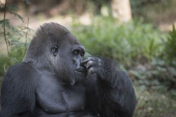 Western Lowland Silverback Gorilla with Flue