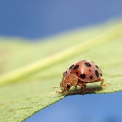 tiny ladybug