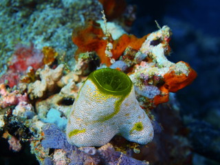 Sea squirt, Island Bali
