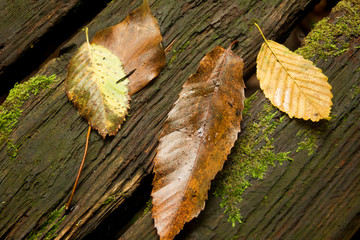 Dead leaves on bench