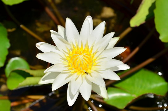 2 Best Types Lotus Flowers Images Stock Photos Vectors Adobe Stock