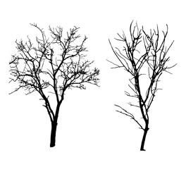 Two winter tree black silhouettes