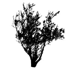 Some bush black silhouettes