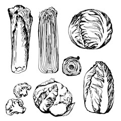 Fototapeta premium Hand drawn green vegetables: cauliflower, cabbage, lettuce