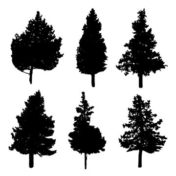 Silhouettes of different kind of fir and pine trees