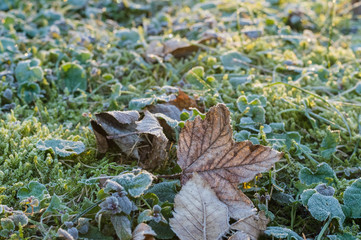 Dry maple leaf on a frost covered grass and moss, cold autumn morning